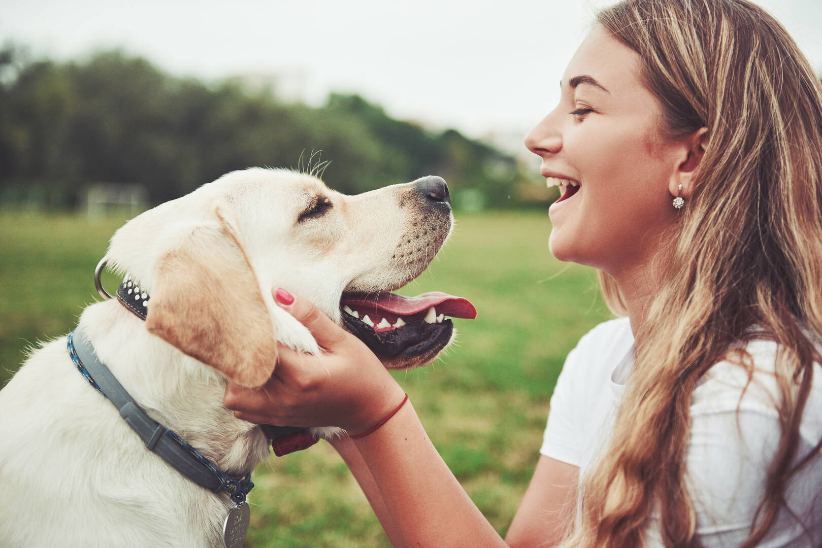 Alta Animal Hospital