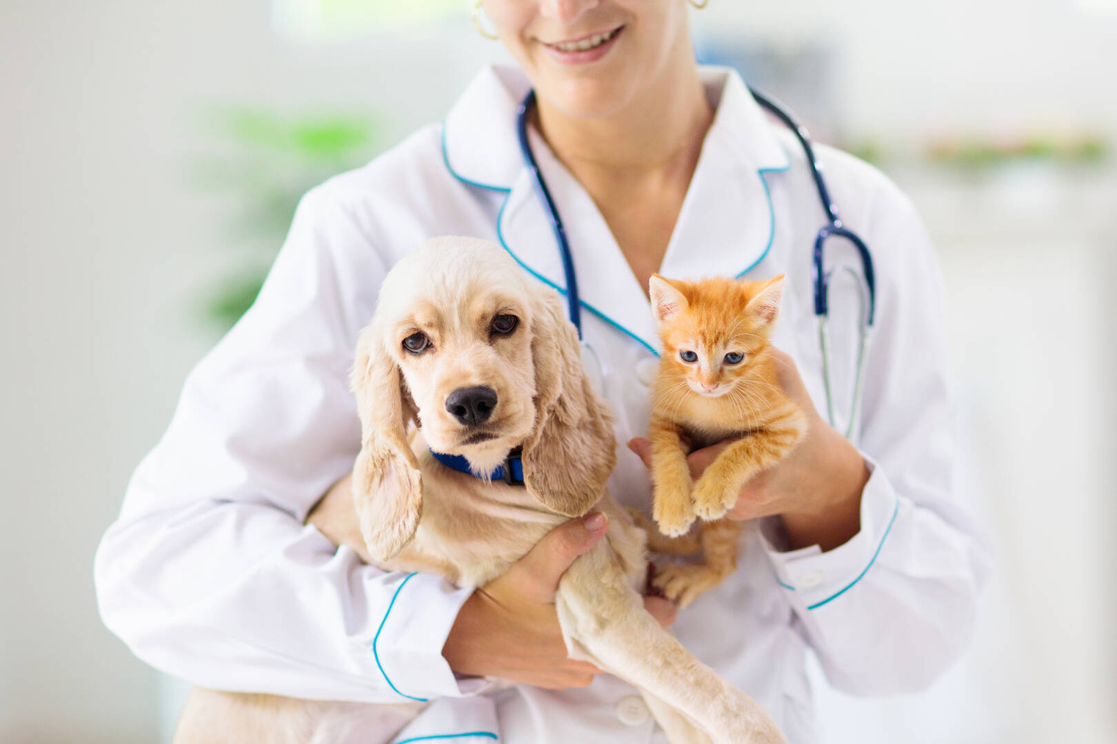 Out of This World Dog Training