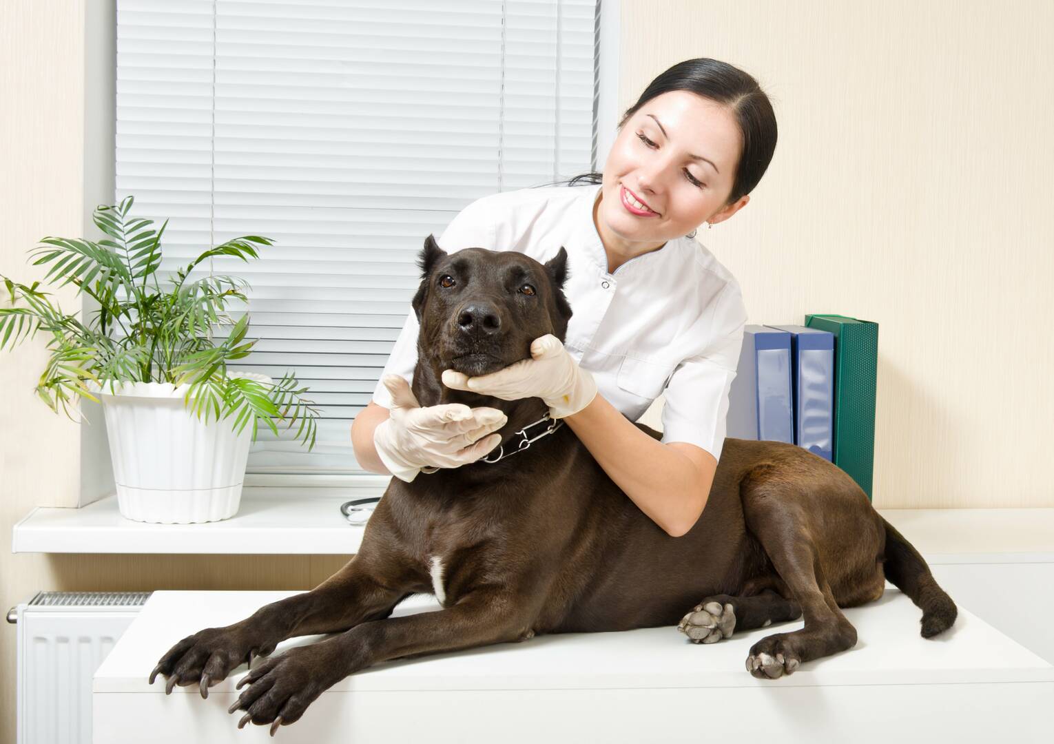 Murrells Inlet Veterinary Hospital