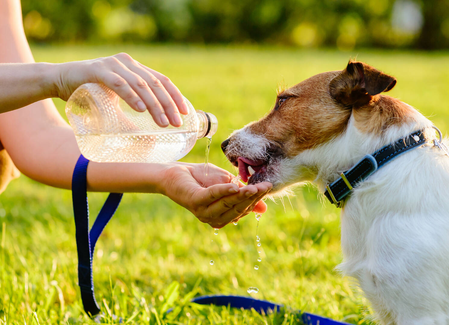 1st Pet Veterinary Centers