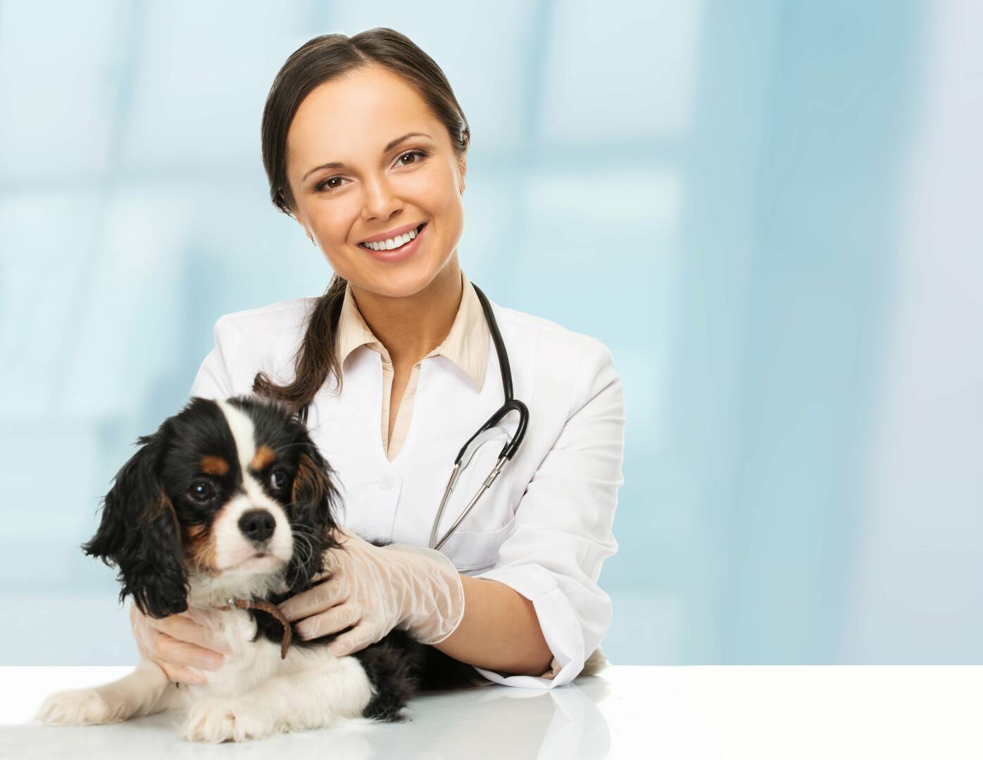 Angel Pet Hospital